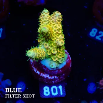 Acropora Millepora 'Orange