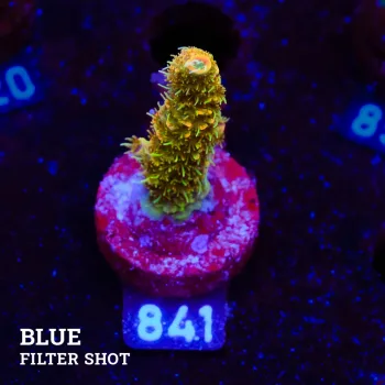 Acropora Millepora 'Orange'