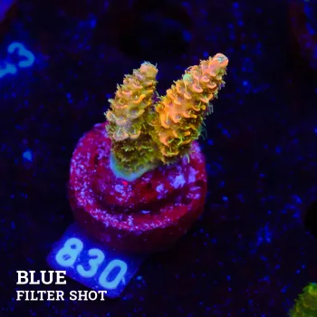 Acropora Millepora 'Orange'