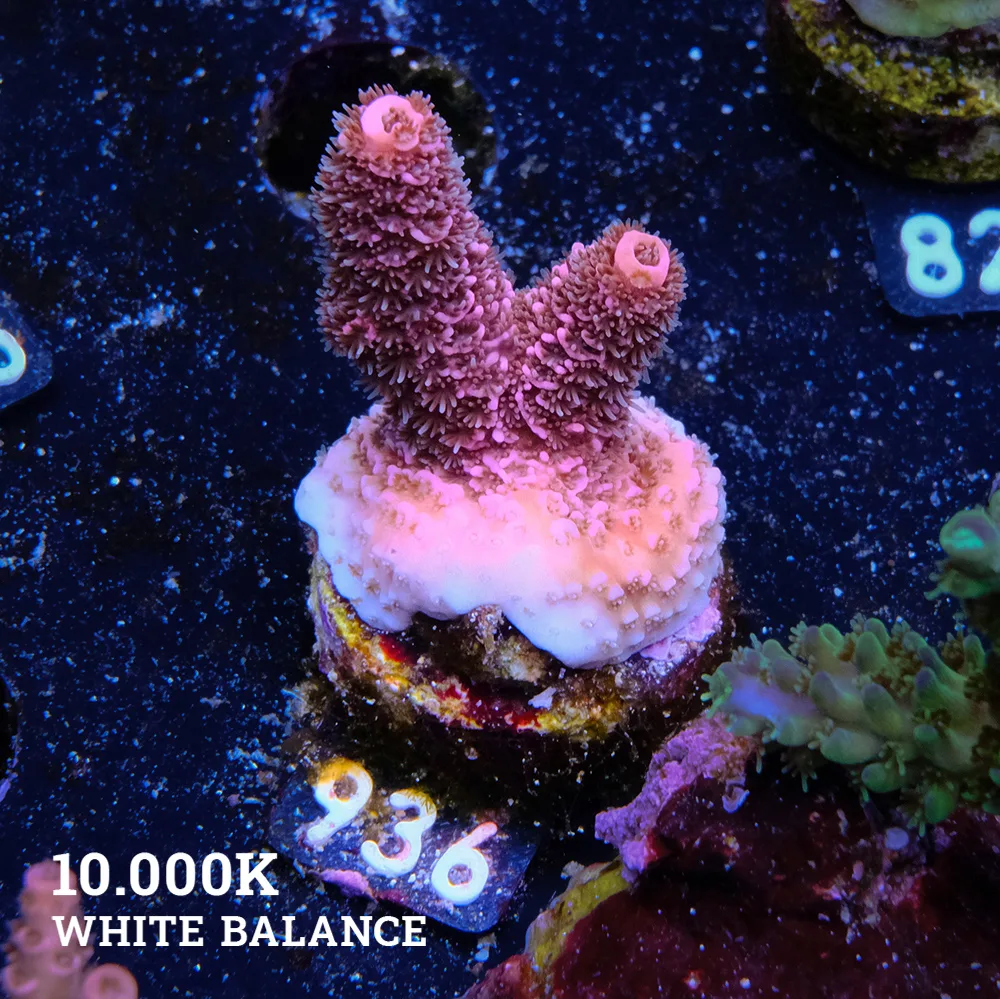 Acropora Millepora 'Pink