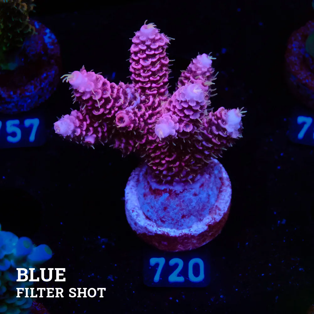 Acropora Millepora 'Pink'