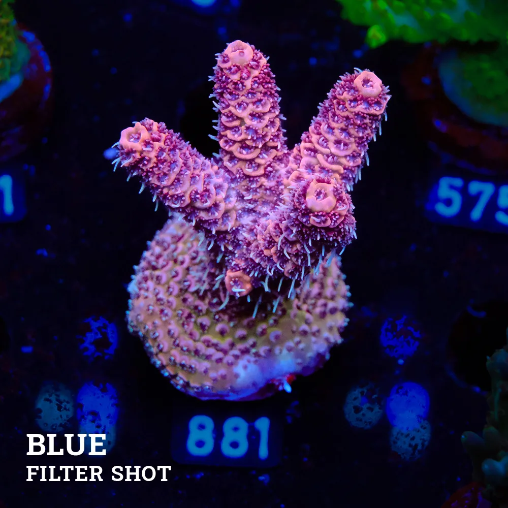 Acropora Millepora 'Pink