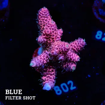 Acropora Millepora 'Pink