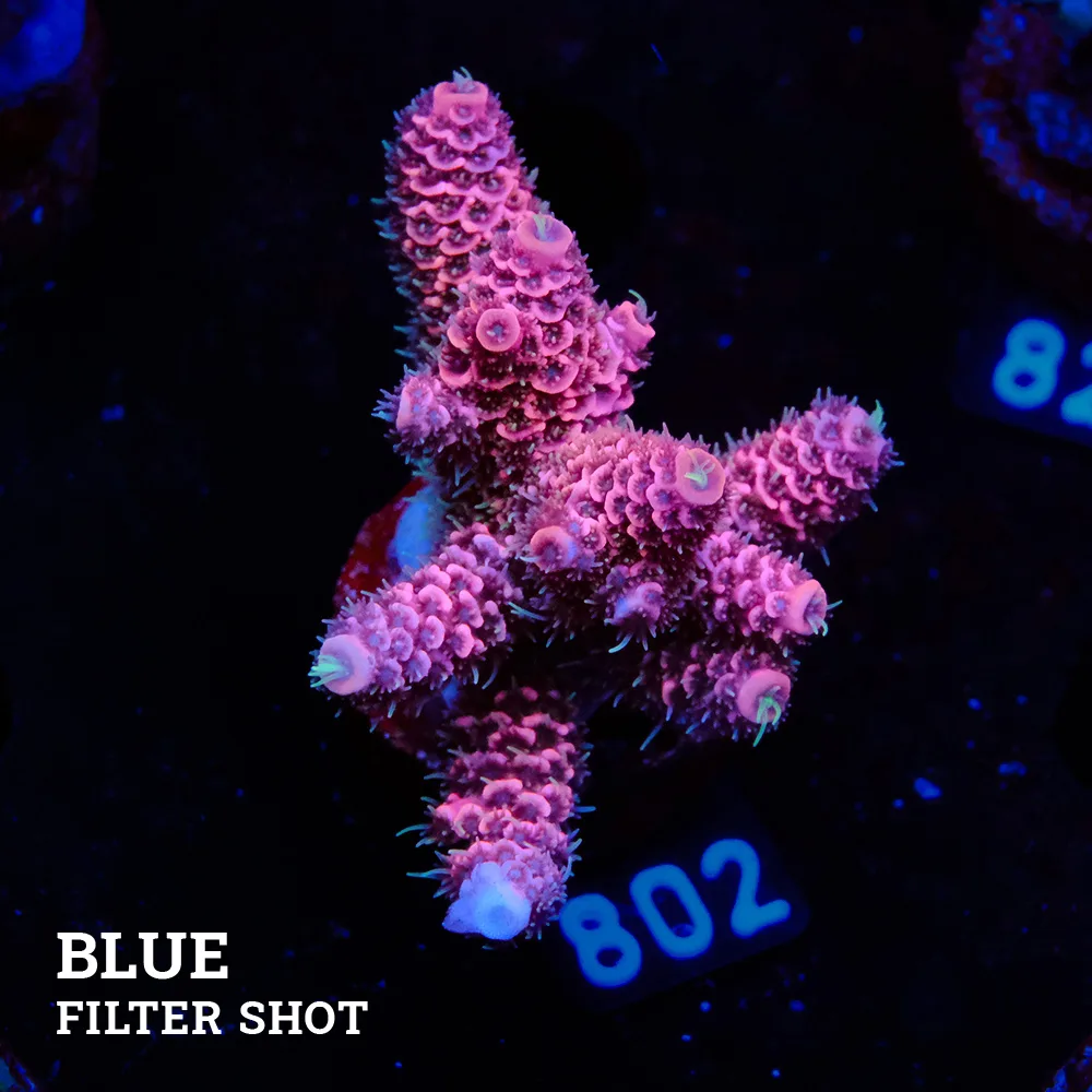 Acropora Millepora 'Pink