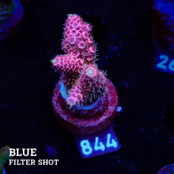 Acropora Millepora 'Pink