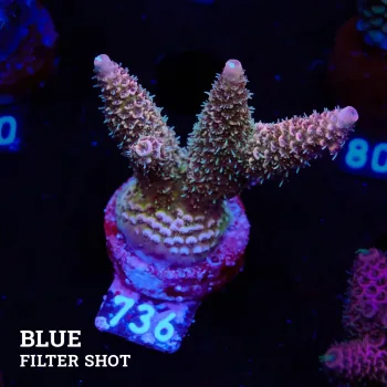 Acropora Millepora 'Pink