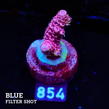 Acropora Millepora 'Pink
