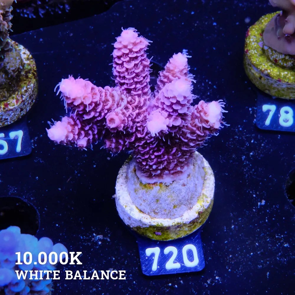 Acropora Millepora 'Pink'
