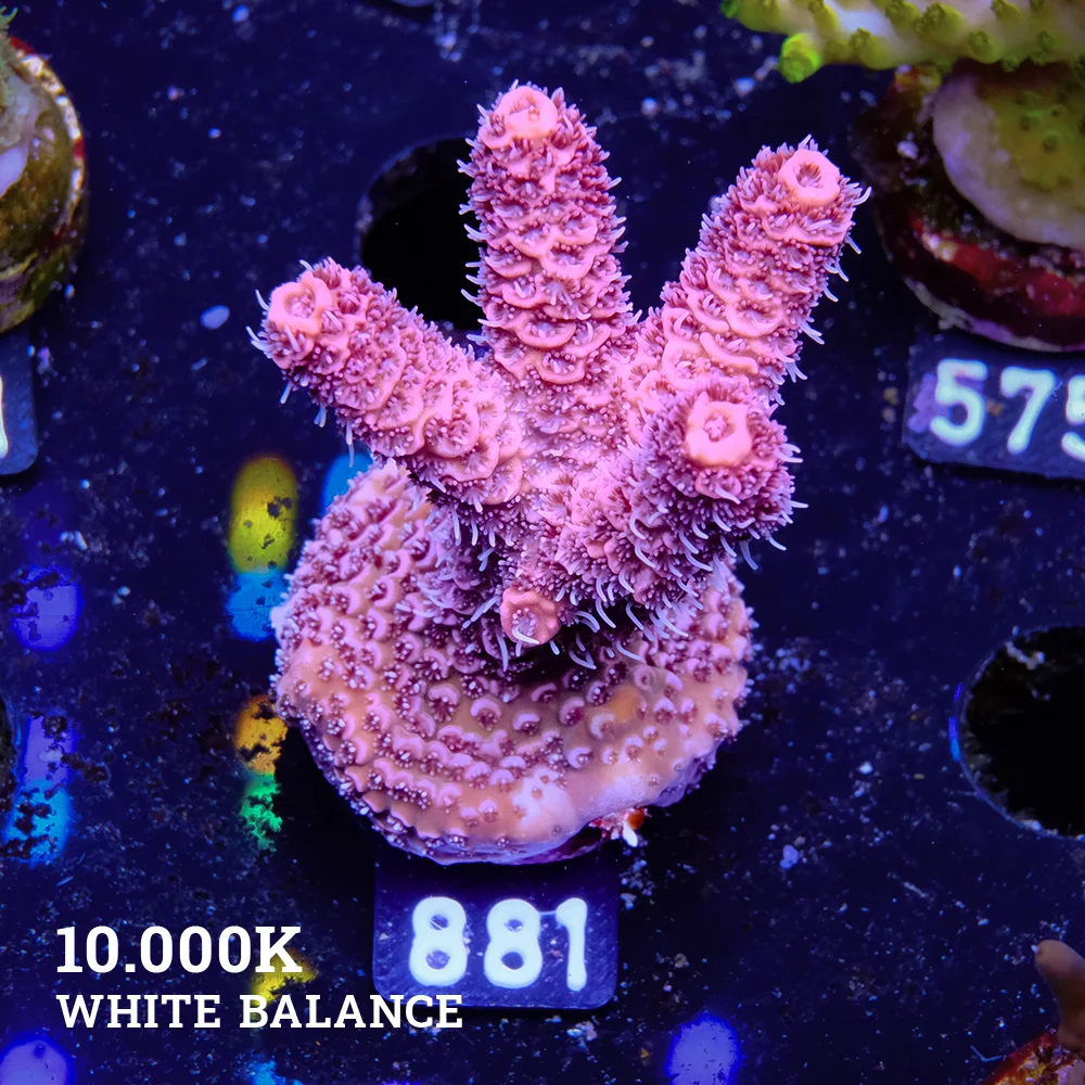 Acropora Millepora 'Pink
