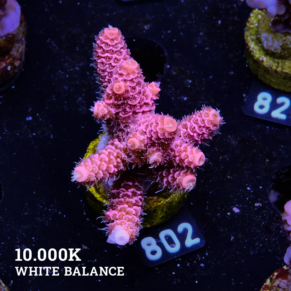 Acropora Millepora 'Pink