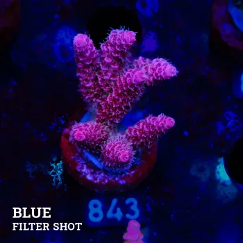Acropora Millepora 'Pink'