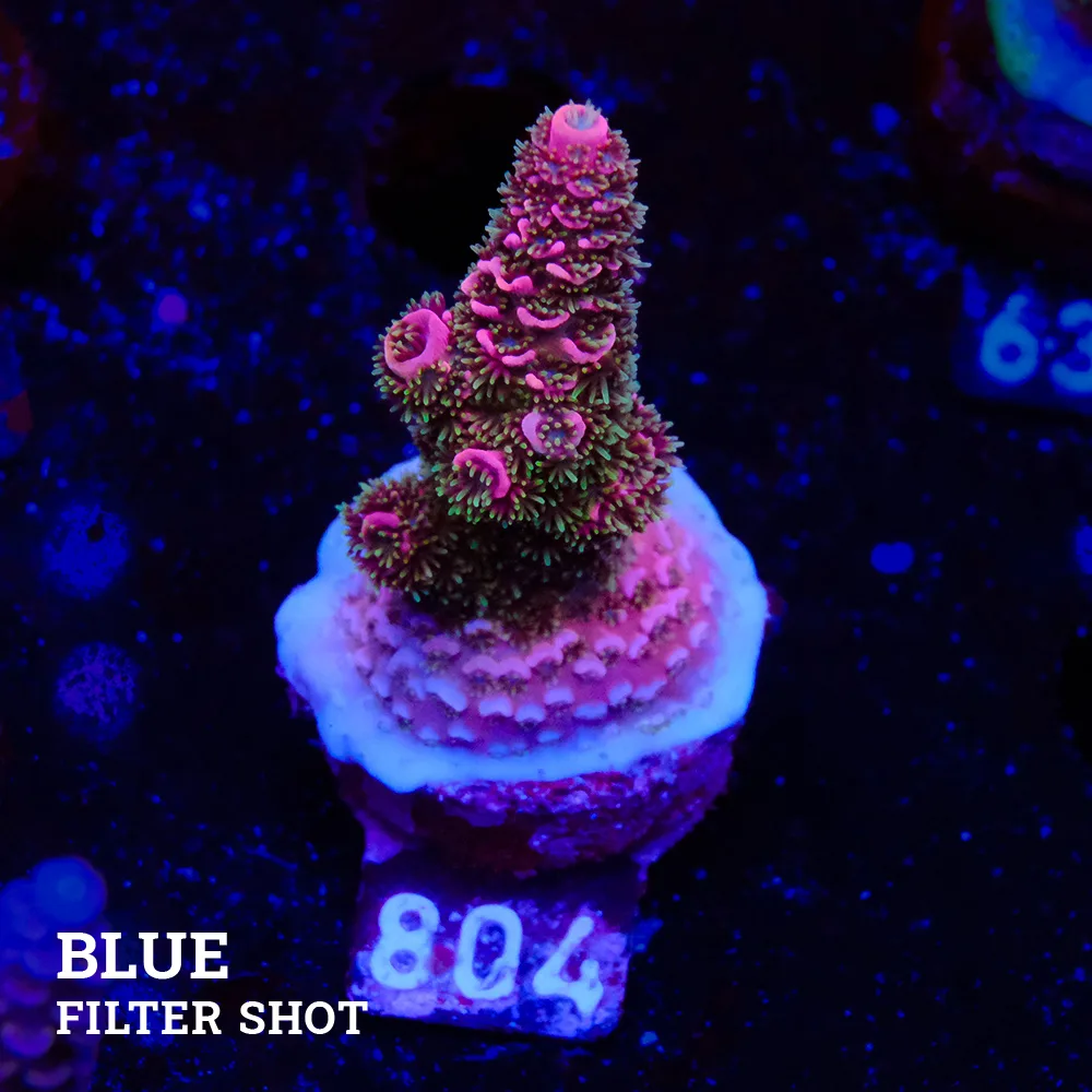 Acropora Millepora 'Pink'