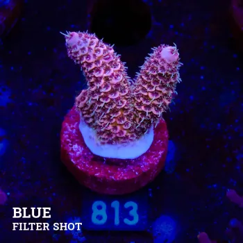Acropora Millepora 'Pink'