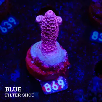 Acropora Millepora 'Pink'
