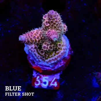 Acropora Millepora 'Pink'