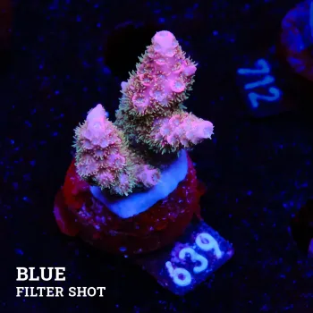 Acropora Millepora 'Pink'