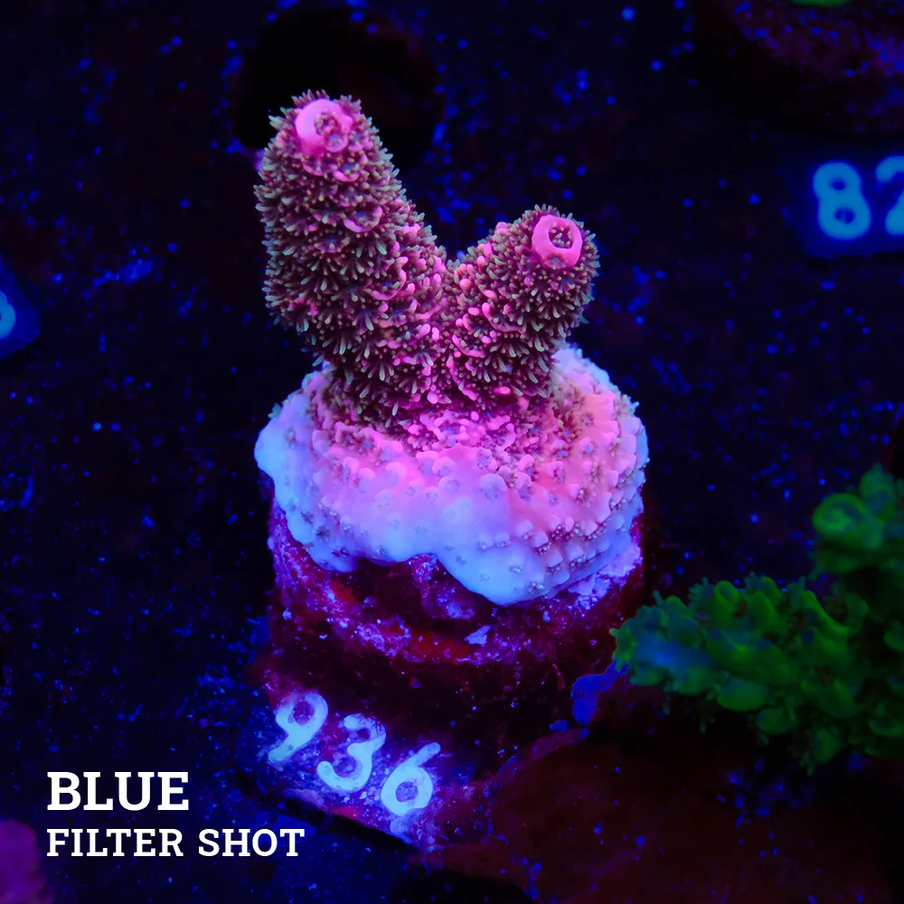 Acropora Millepora 'Pink