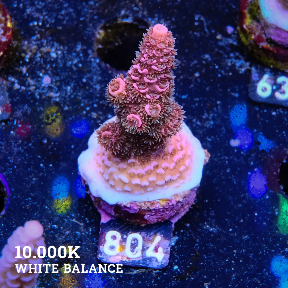 Acropora Millepora 'Pink'