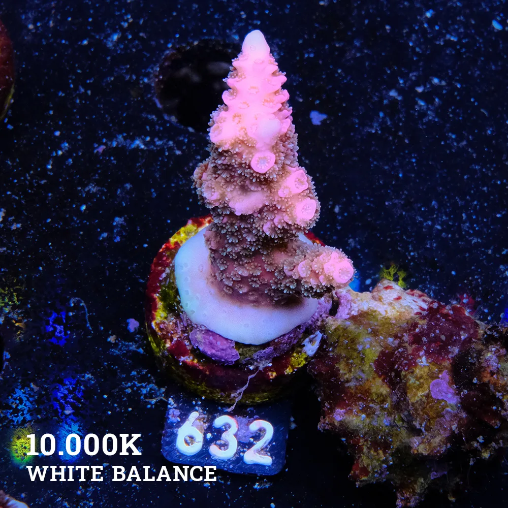 Acropora Millepora 'Pink'