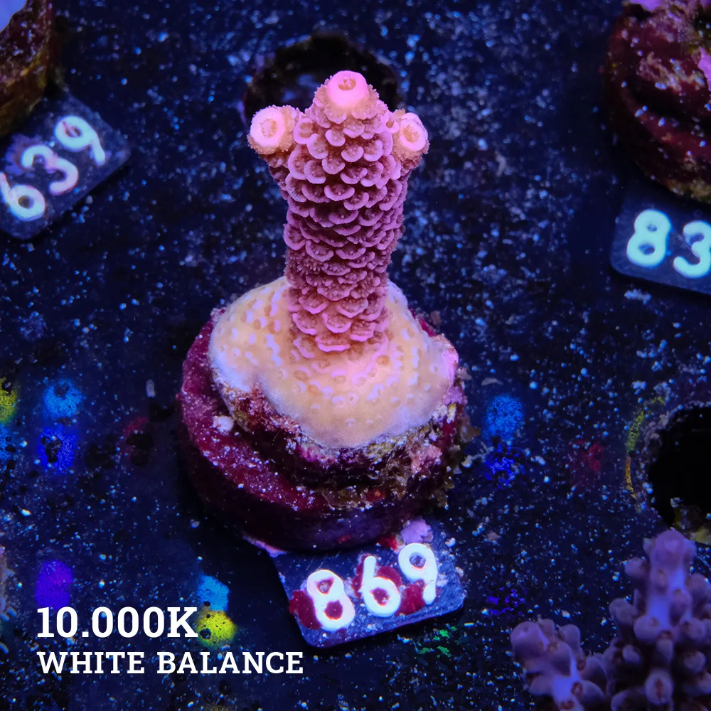 Acropora Millepora 'Pink