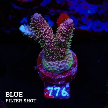 Acropora Millepora 'Pink Rainbow' (arc-en-ciel rose)