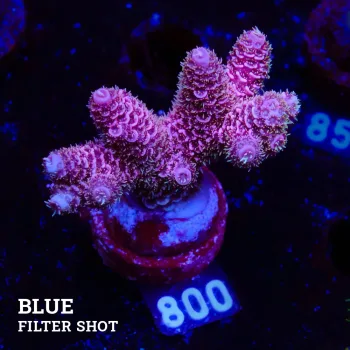 Acropora Millepora 'Purple'