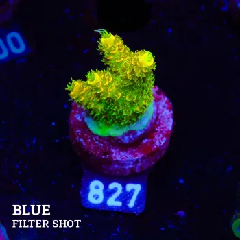 Acropora Millepora 'Sunset'