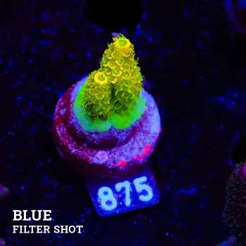 Acropora Millepora 'Sunset'