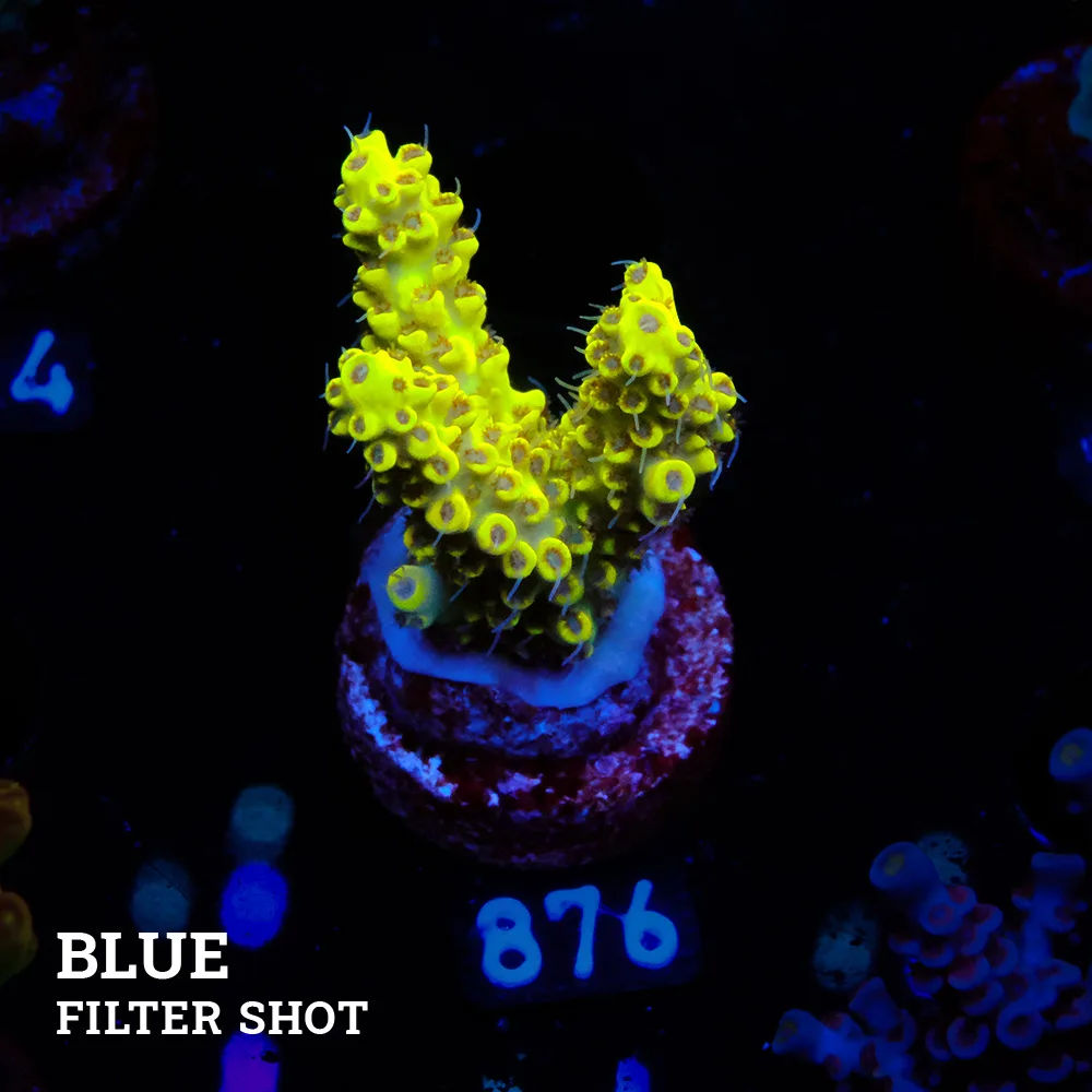 Acropora 'Pikachu'