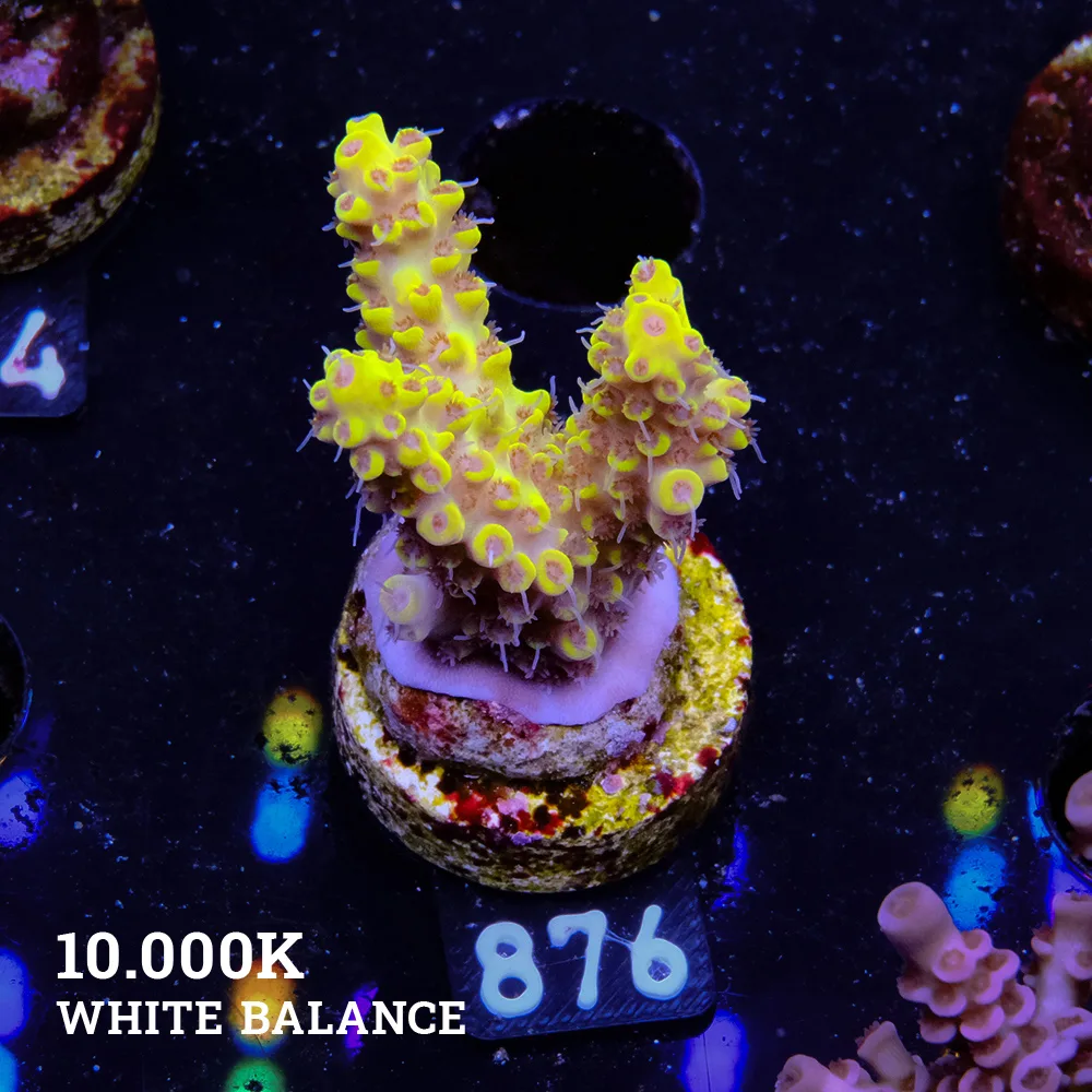 Acropora 'Pikachu'