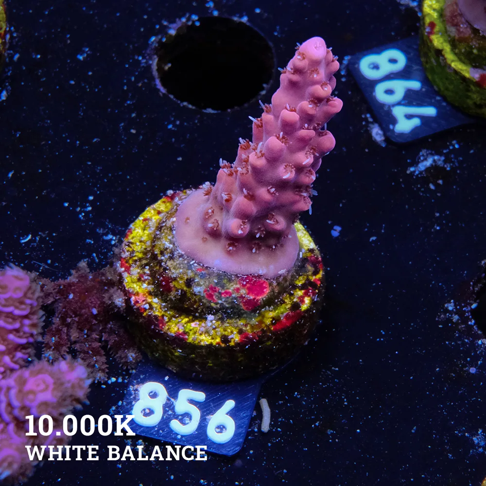 Acropora 'Pink Fluo'