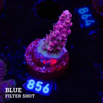 Acropora 'Pink Fluo'