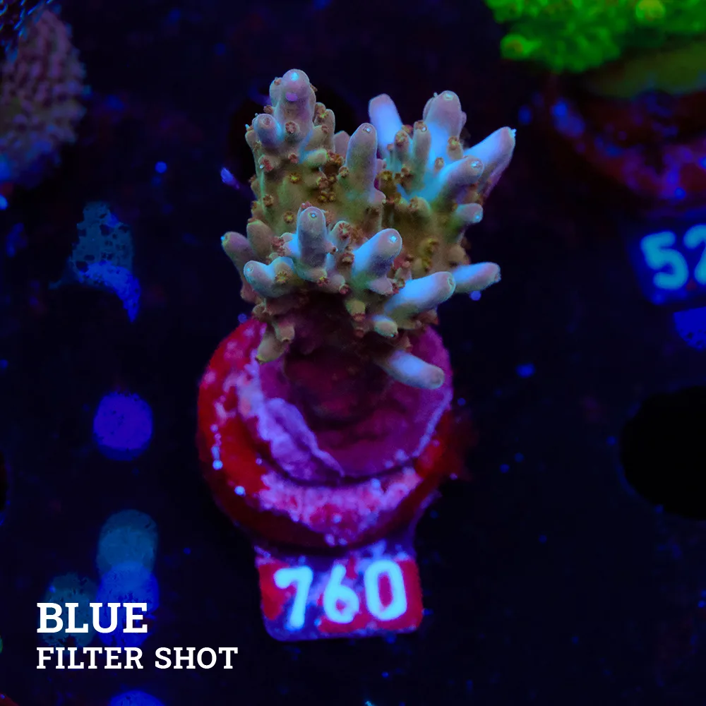 Acropora Sekale