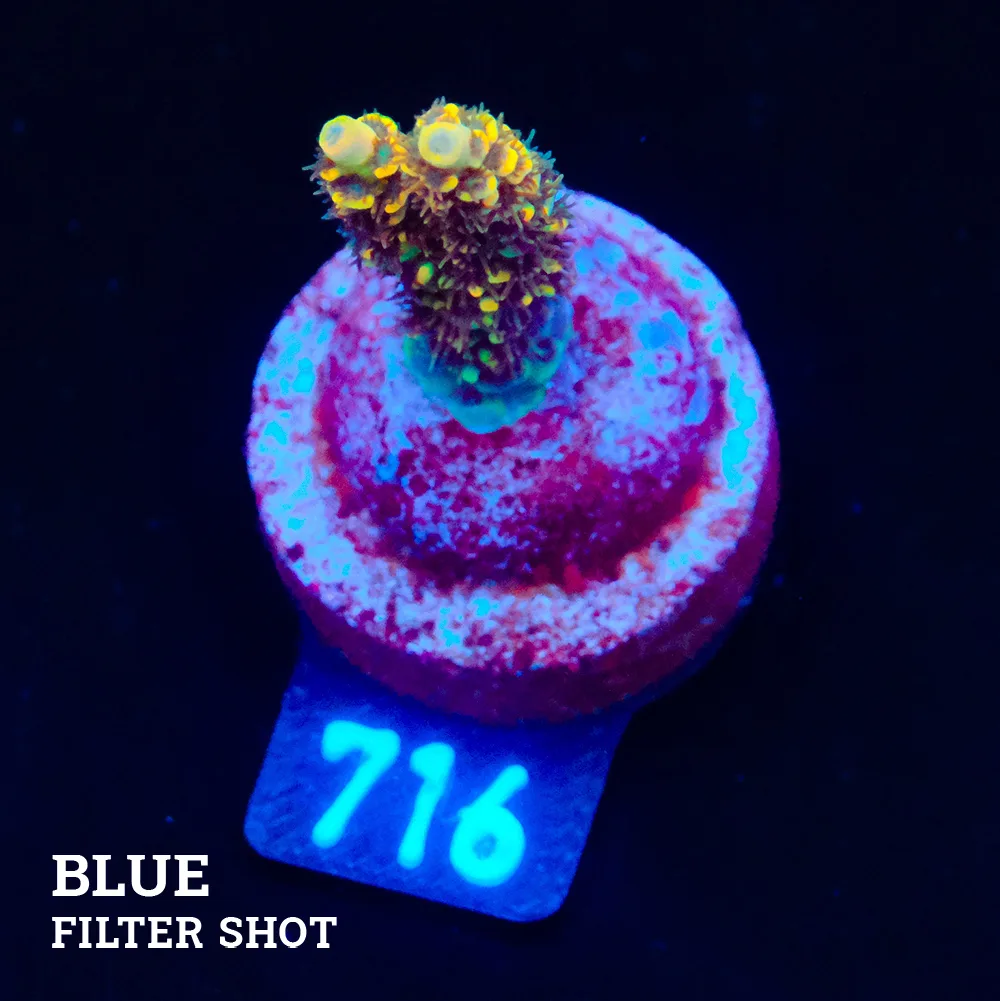 Acropora Selago 'Arco Iris'