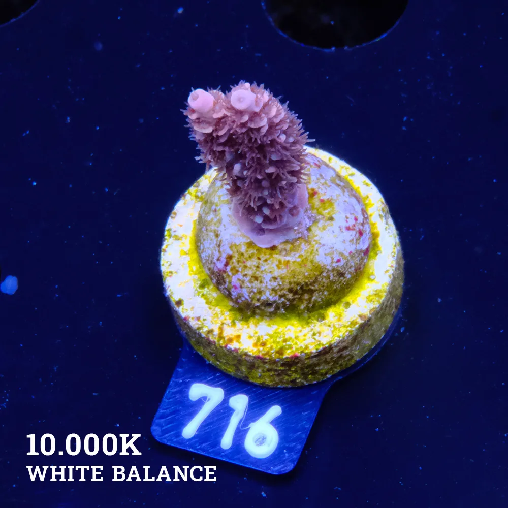 Acropora Selago 'Arco Iris'