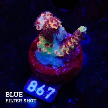 Acropora Selago 'Rainbow'