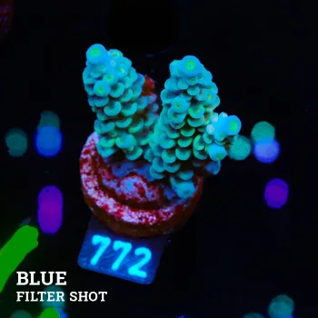 Acropora Tenuis 'Deep Blue'