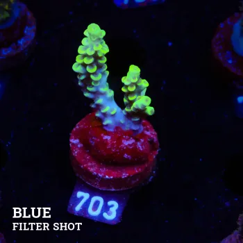 Acropora Tenuis 'Green'