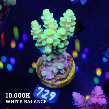 Acropora Tenuis 'Green'