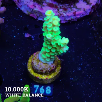 Acropora Tenuis 'Green'