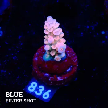 Acropora Tenuis 'Orange'