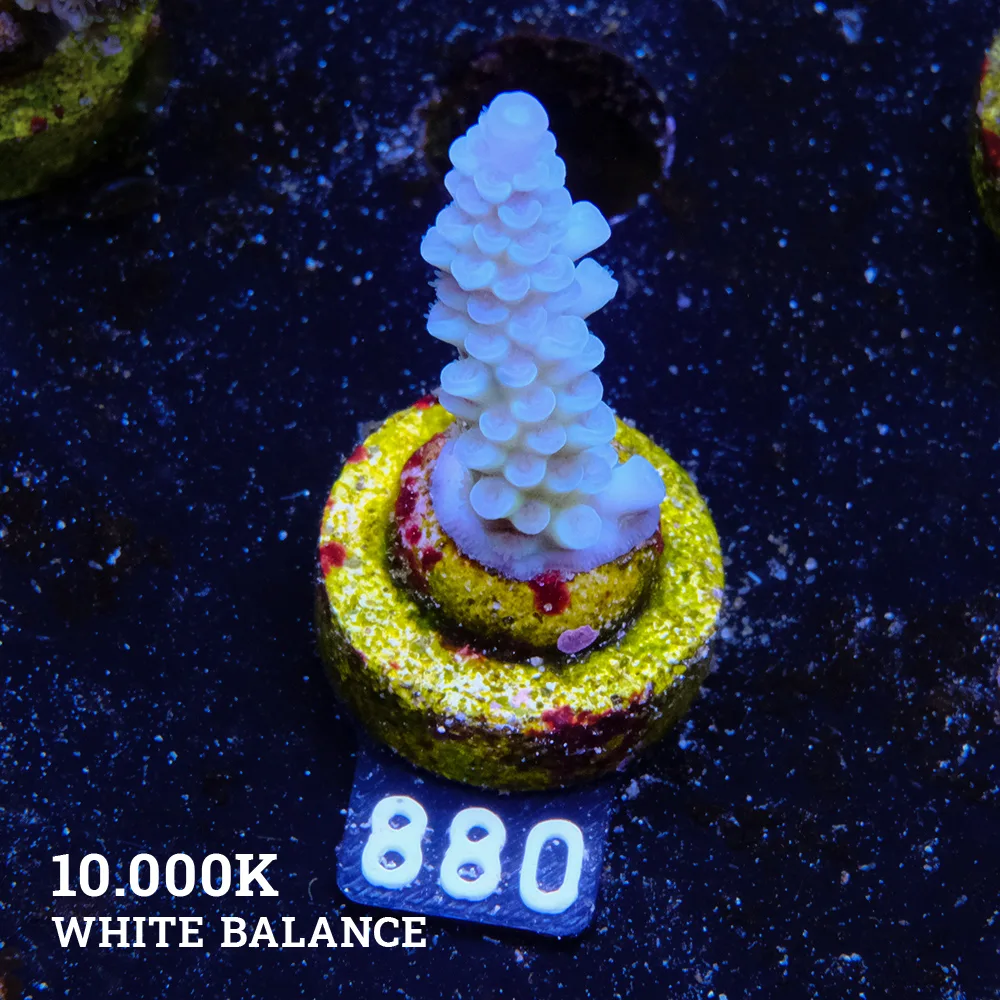 Acropora Tenuis 'Pastel Blue'