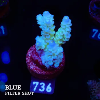 Acropora Tenuis 'Pastel Blue'