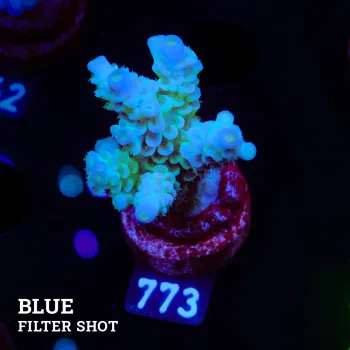 Acropora Tenuis 'Pastel Blue'