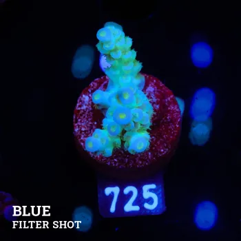 Acropora Tenuis 'Pastel Blue'
