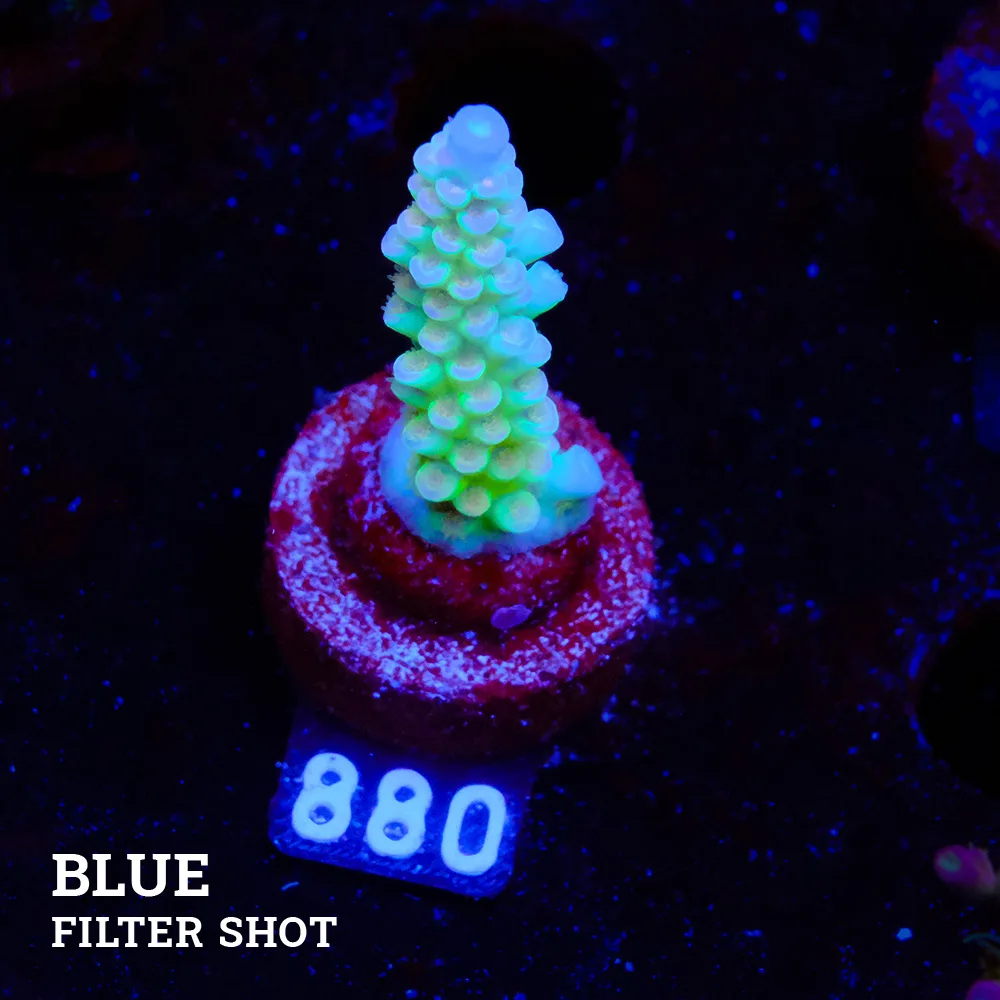 Acropora Tenuis 'Pastel Blue'