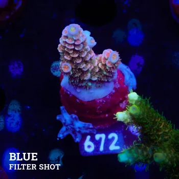 Acropora Tenuis 'Pastel Rainbow' (arc-en-ciel)