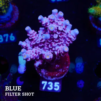 Acropora Tenuis 'Pastel Rainbow' (arc-en-ciel)