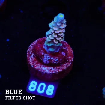 Acropora Tenuis 'Pastel Rainbow' (arc-en-ciel)