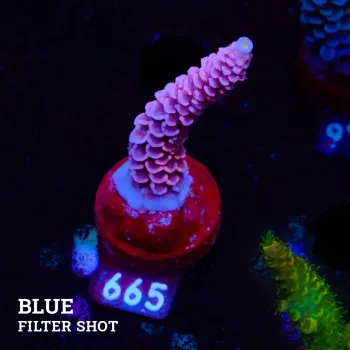 Acropora Tenuis 'Purple